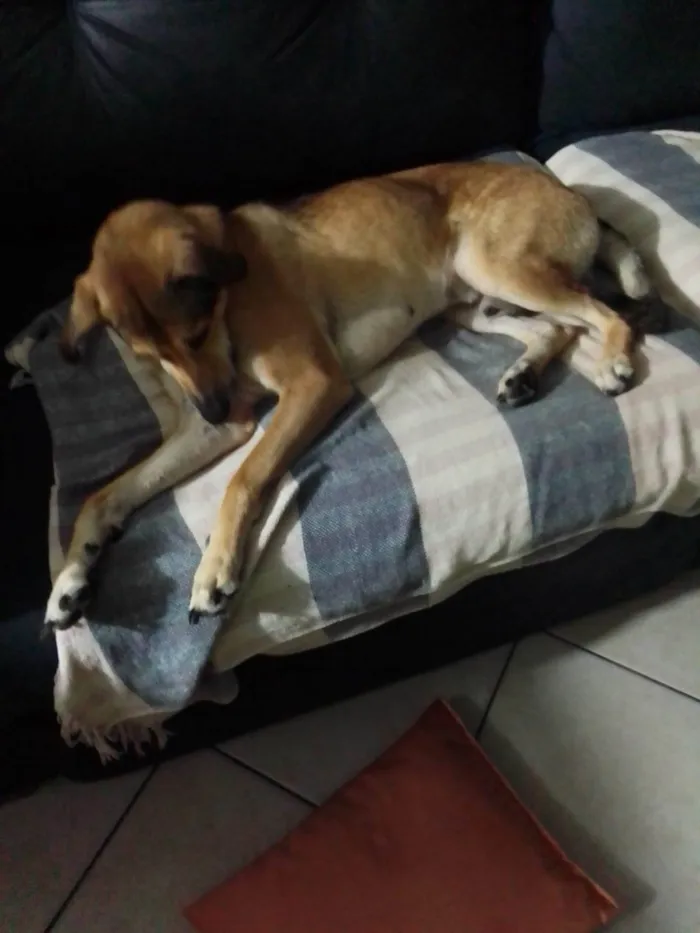 Cachorro ra a Pastor Alemão idade 2 anos nome Dudu