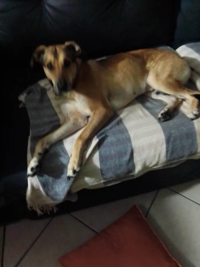 Cachorro ra a Pastor Alemão idade 2 anos nome Dudu