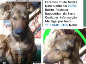 Cachorro raça SRD-ViraLata idade 1 ano nome Nino