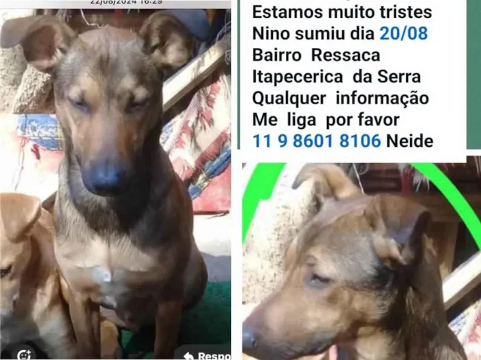 Cachorro ra a SRD-ViraLata idade 1 ano nome Nino