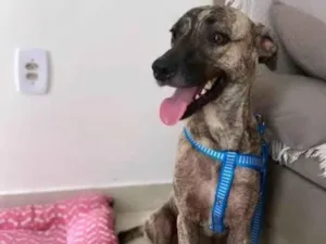 Cachorro raça SRD-ViraLata idade 7 a 11 meses nome Sardinha 