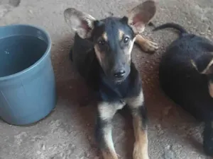 Cachorro raça SRD-ViraLata idade 2 a 6 meses nome Scoob