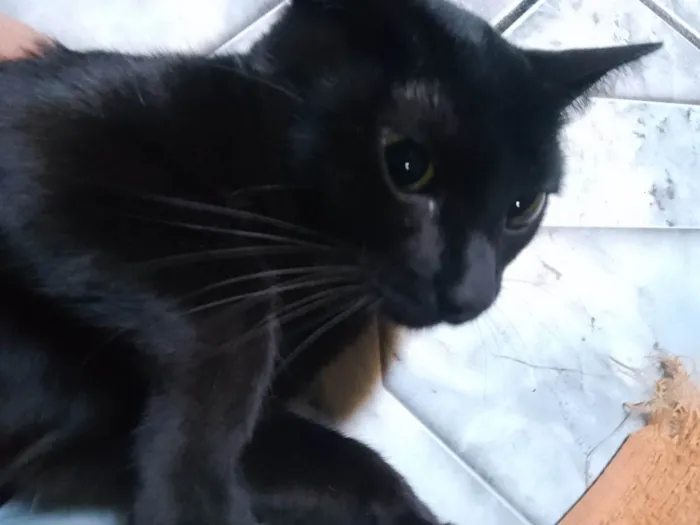 Gato ra a SRD-ViraLata idade 1 ano nome Jujuba