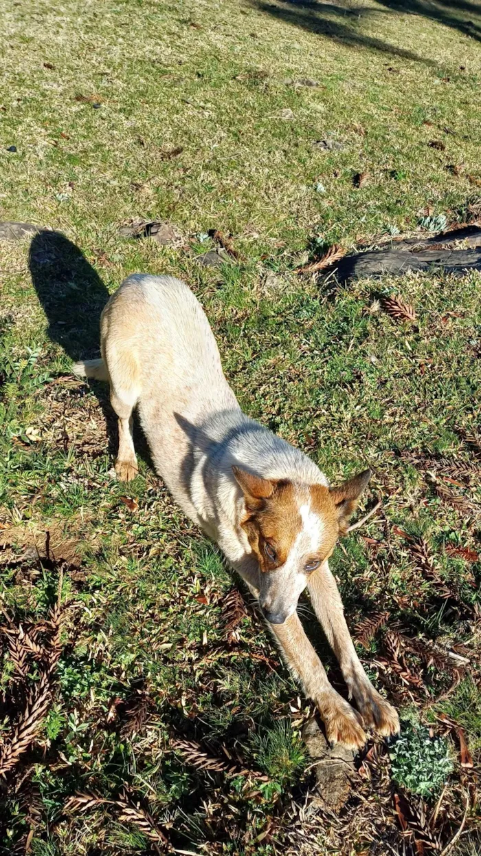 Cachorro ra a SRD-ViraLata idade 1 ano nome Cadelinha dócil para adoção