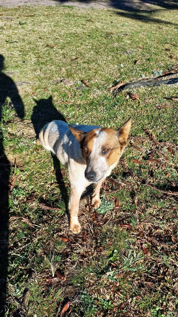 Cachorro ra a SRD-ViraLata idade 1 ano nome Cadelinha dócil para adoção