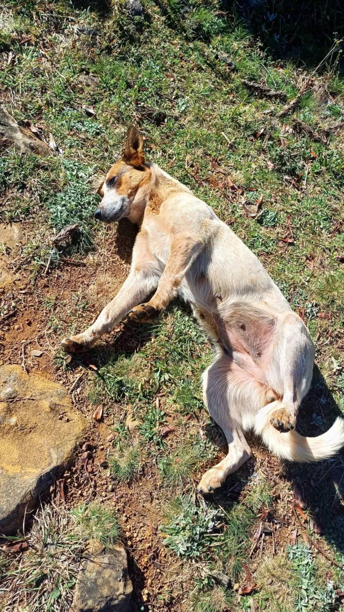 Cachorro ra a SRD-ViraLata idade 1 ano nome Cadelinha dócil para adoção