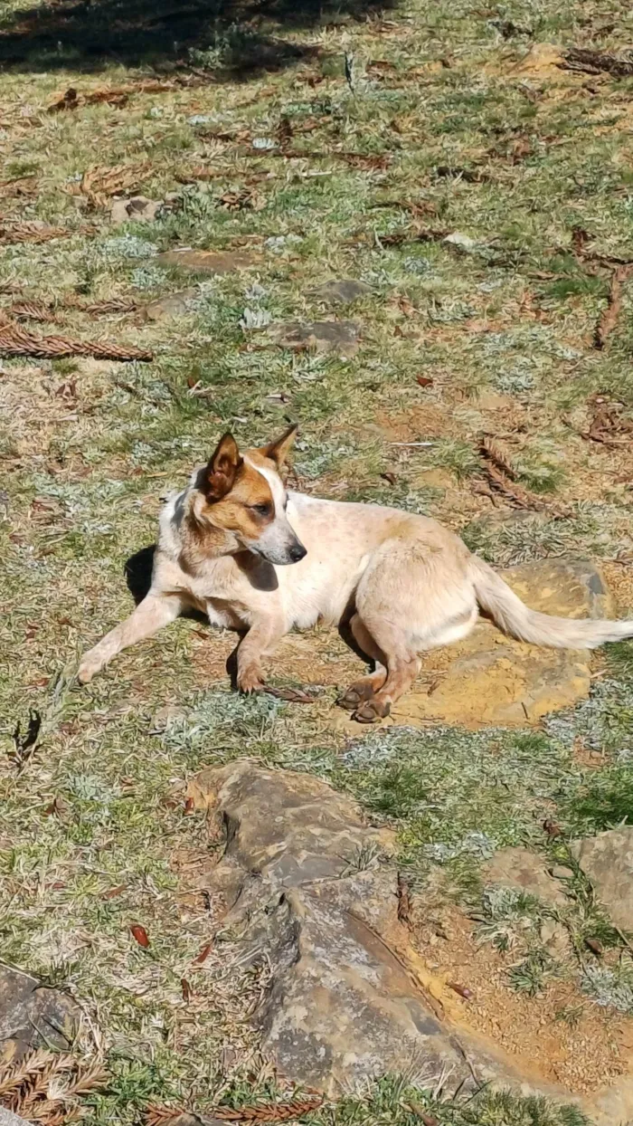 Cachorro ra a SRD-ViraLata idade 1 ano nome Cadelinha dócil para adoção