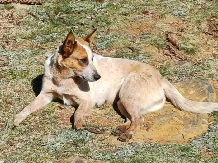 Cachorro ra a SRD-ViraLata idade 1 ano nome Cadelinha dócil para adoção