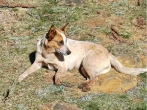 Cachorro raça SRD-ViraLata idade 7 a 11 meses nome Cadelinha dócil para adoção