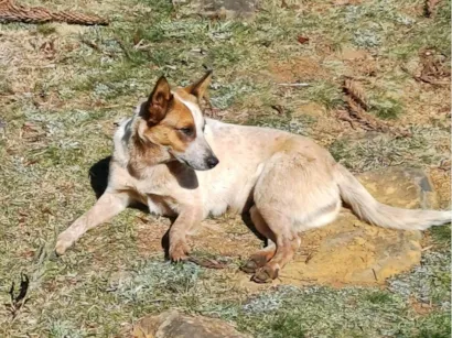 Cachorro raça SRD-ViraLata idade 7 a 11 meses nome Cadelinha dócil para adoção