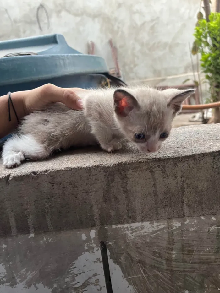 Gato ra a SRD-ViraLata idade Abaixo de 2 meses nome Allana Mendes