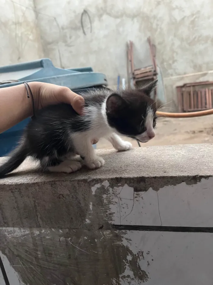 Gato ra a SRD-ViraLata idade Abaixo de 2 meses nome Allana Mendes