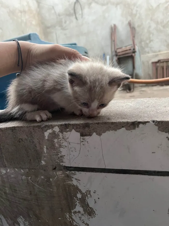 Gato ra a SRD-ViraLata idade Abaixo de 2 meses nome Allana Mendes