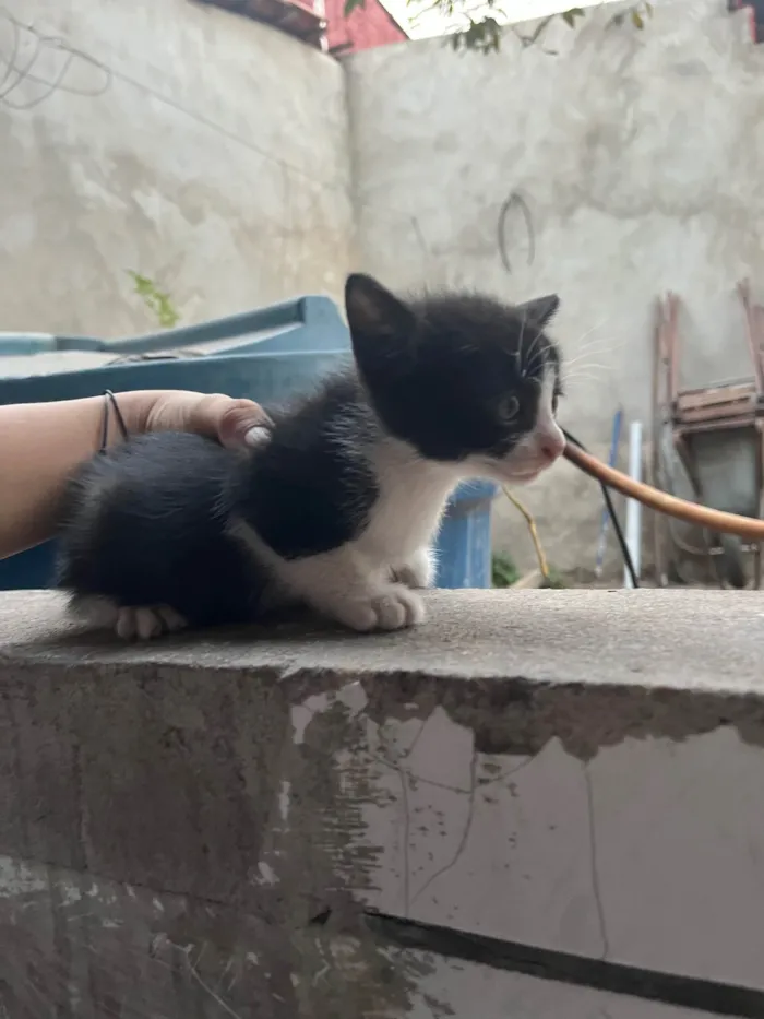 Gato ra a SRD-ViraLata idade Abaixo de 2 meses nome Allana Mendes