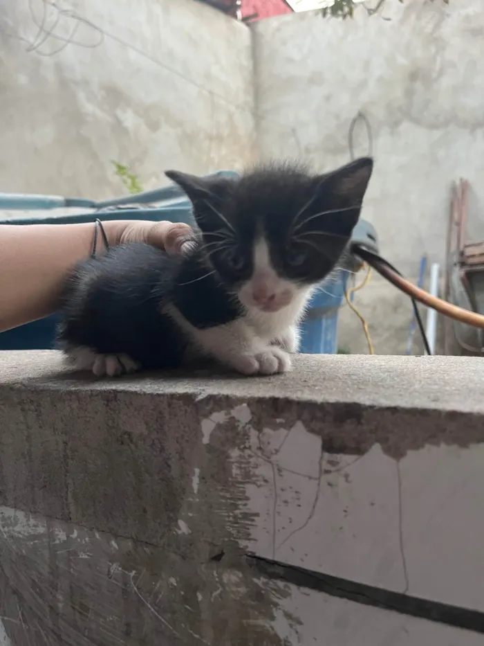 Gato ra a SRD-ViraLata idade Abaixo de 2 meses nome Allana Mendes