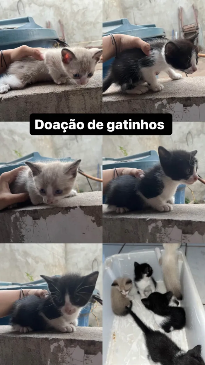 Gato ra a SRD-ViraLata idade Abaixo de 2 meses nome Allana Mendes