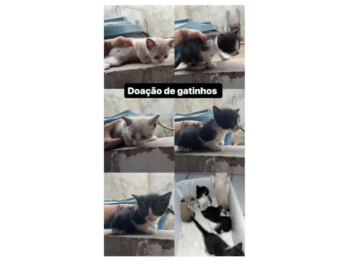 Gato ra a SRD-ViraLata idade Abaixo de 2 meses nome Allana Mendes