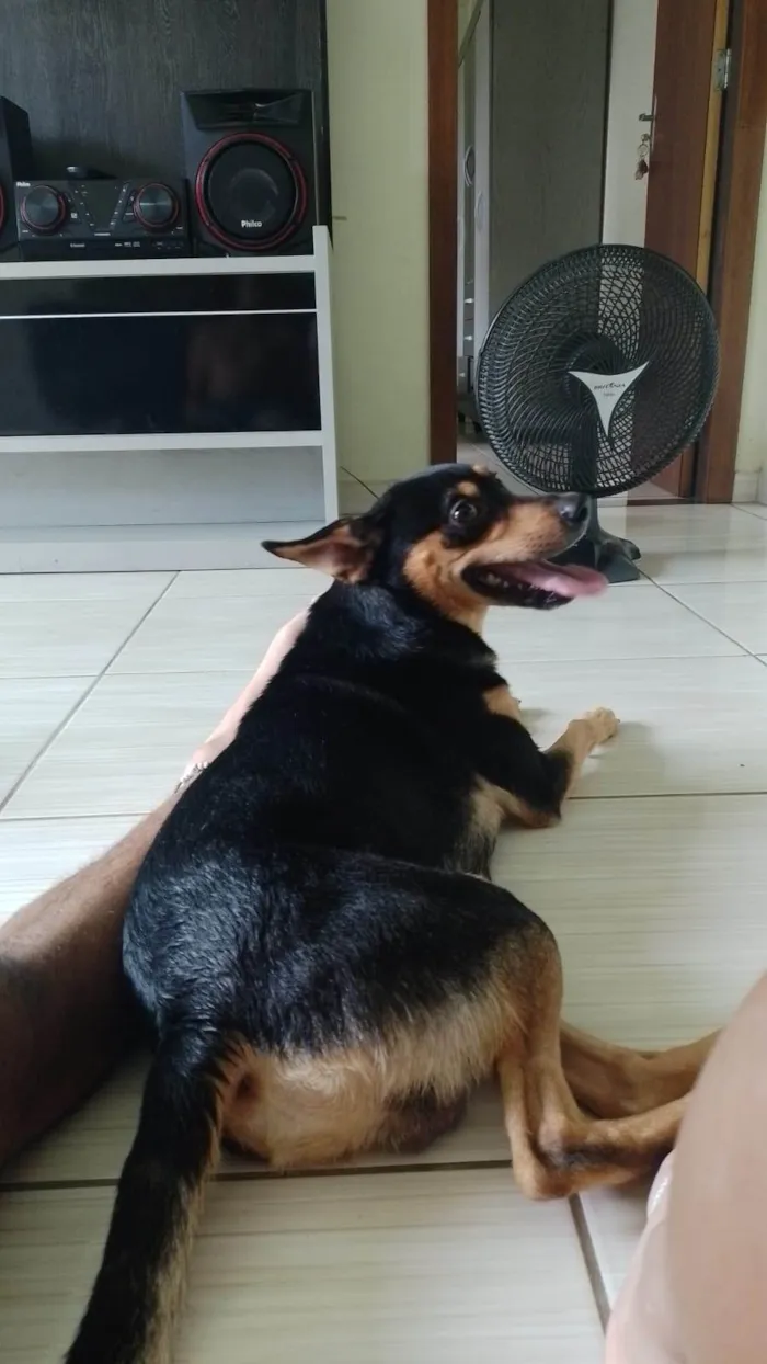 Cachorro ra a SRD-ViraLata idade 2 anos nome Mike