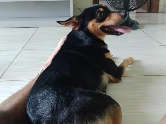 Cachorro ra a SRD-ViraLata idade 2 anos nome Mike