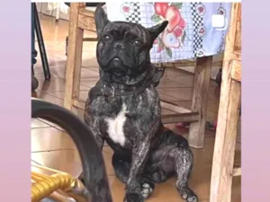 Cachorro raça Bulldog idade 4 anos nome bob