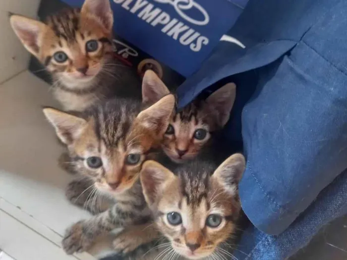 Gato ra a SRD-ViraLata idade Abaixo de 2 meses nome Bela e filhotes 