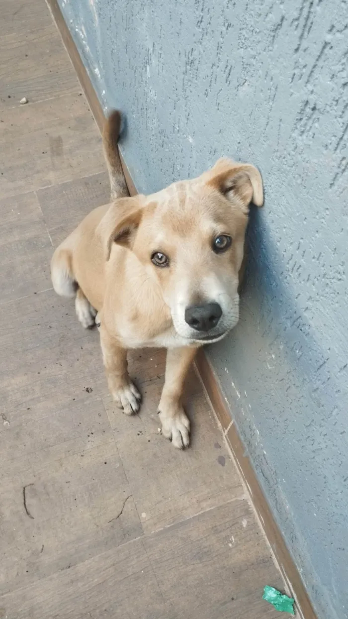 Cachorro ra a SRD-ViraLata idade 2 a 6 meses nome Baylei