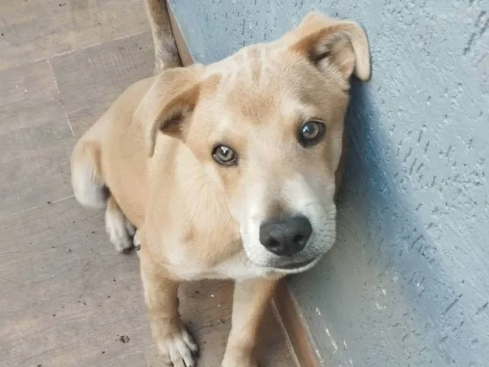 Cachorro ra a SRD-ViraLata idade 2 a 6 meses nome Baylei