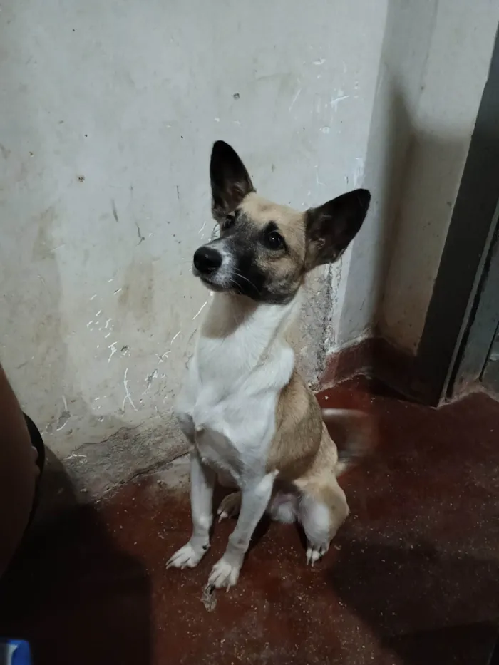 Cachorro ra a Pinscher com vira - lata. idade 1 ano nome Caramelo