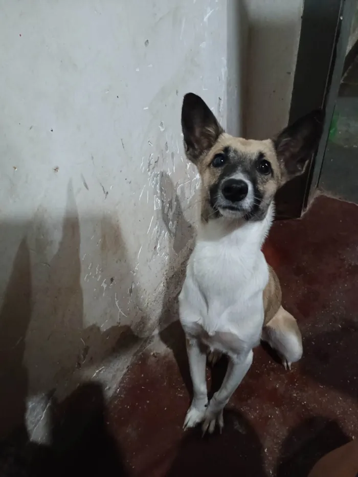 Cachorro ra a Pinscher com vira - lata. idade 1 ano nome Caramelo