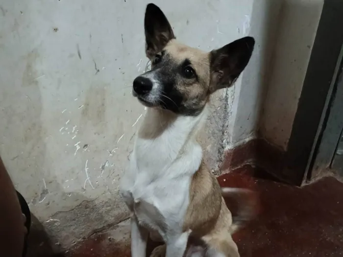 Cachorro ra a Pinscher com vira - lata. idade 1 ano nome Caramelo