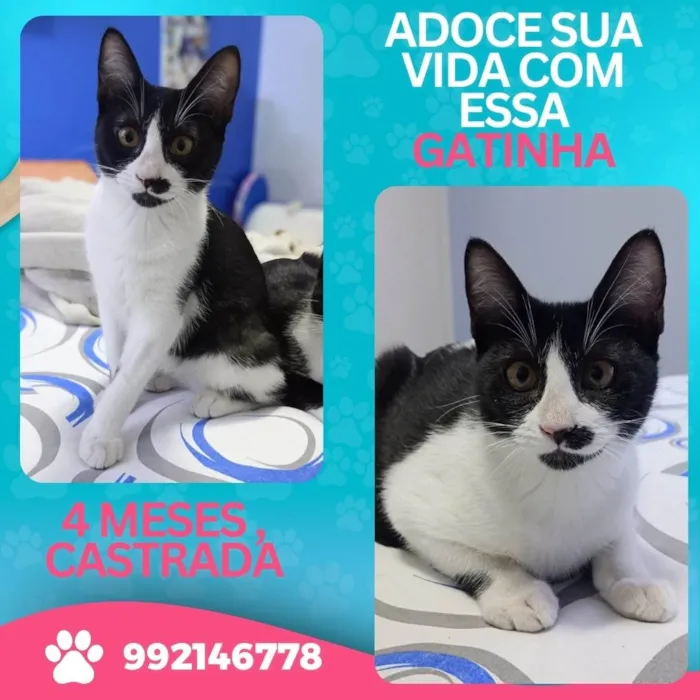 Gato ra a SRD-ViraLata idade 2 a 6 meses nome s/n