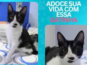 Gato raça SRD-ViraLata idade 2 a 6 meses nome s/n