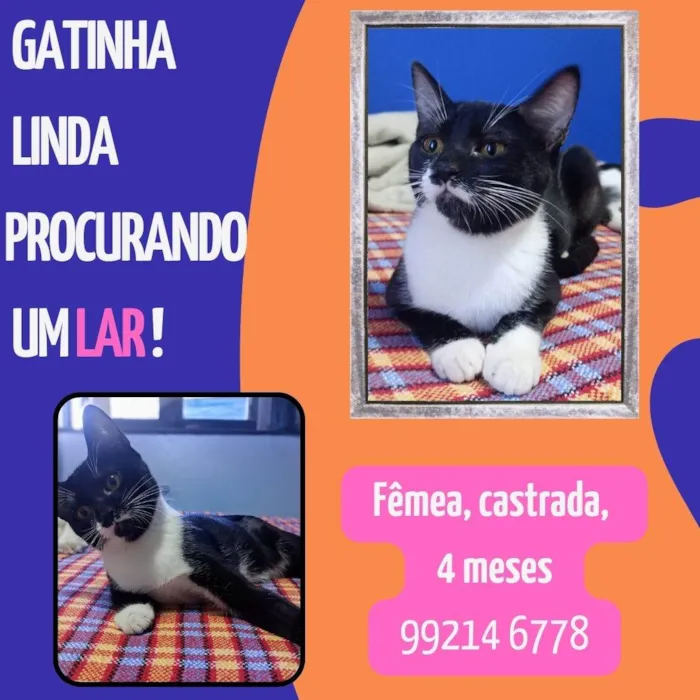 Gato ra a SRD-ViraLata idade 2 a 6 meses nome sem nome