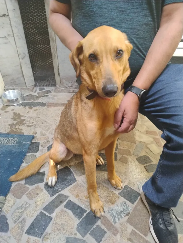 Cachorro ra a SRD-ViraLata idade 2 anos nome Luna 