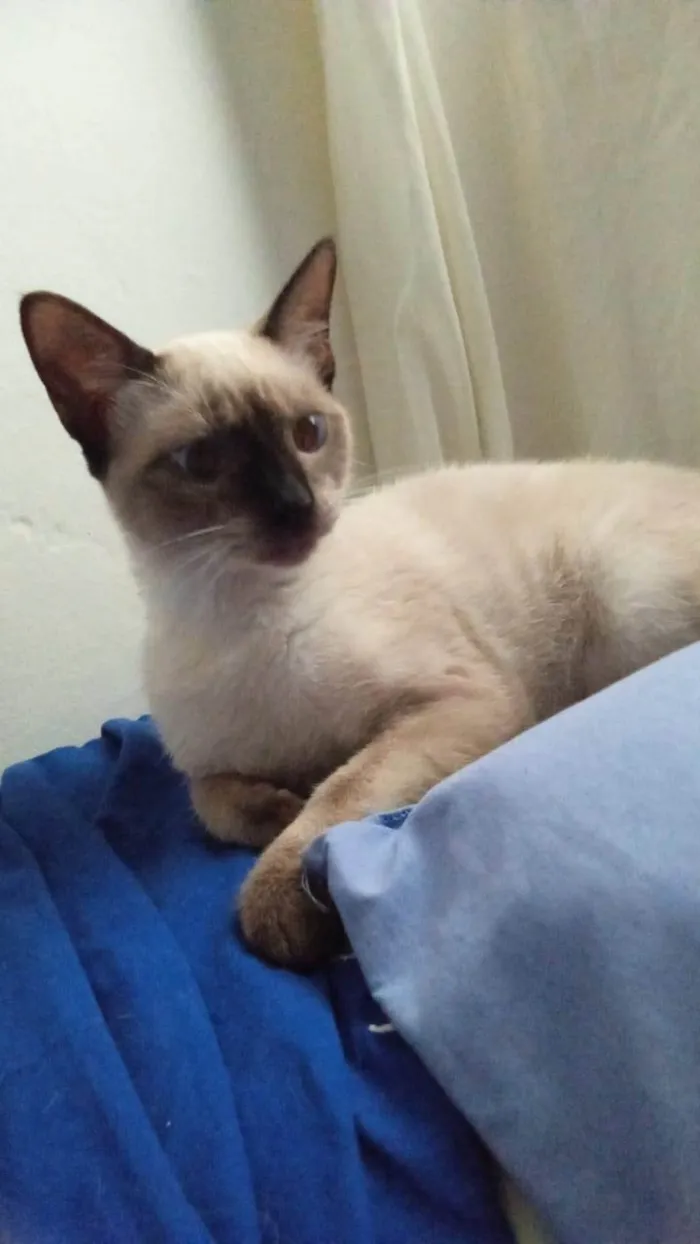 Gato ra a SRD-ViraLata idade 7 a 11 meses nome Astrid