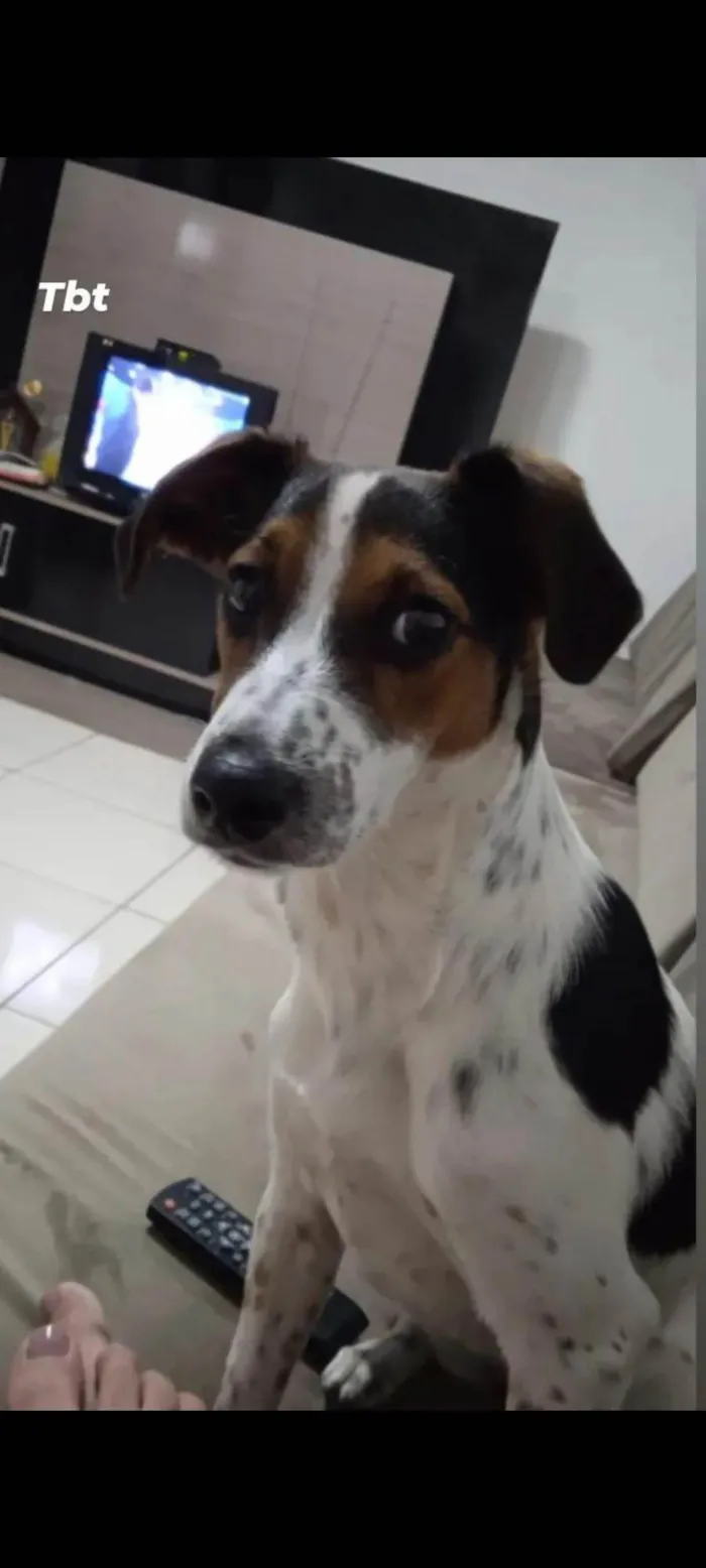 Cachorro ra a SRD-ViraLata idade 3 anos nome Mel