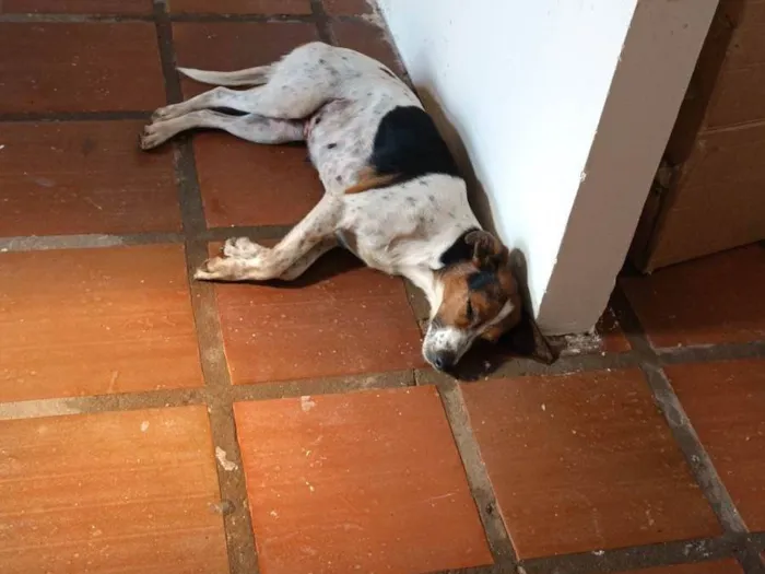 Cachorro ra a SRD-ViraLata idade 3 anos nome Mel