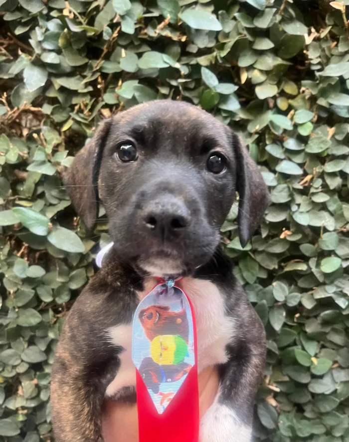 Cachorro ra a SRD-ViraLata idade Abaixo de 2 meses nome Denis