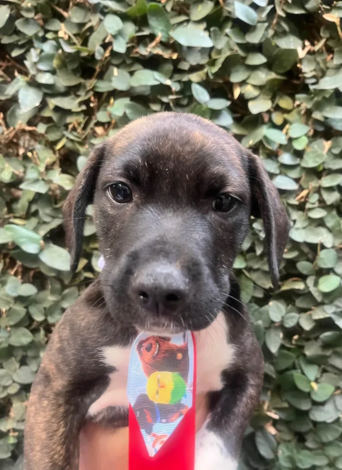 Cachorro ra a SRD-ViraLata idade Abaixo de 2 meses nome Denis