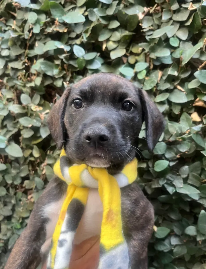 Cachorro ra a SRD-ViraLata idade Abaixo de 2 meses nome Denis