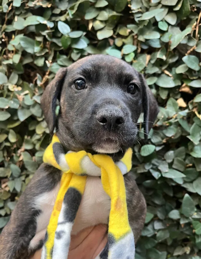 Cachorro ra a SRD-ViraLata idade Abaixo de 2 meses nome Denis