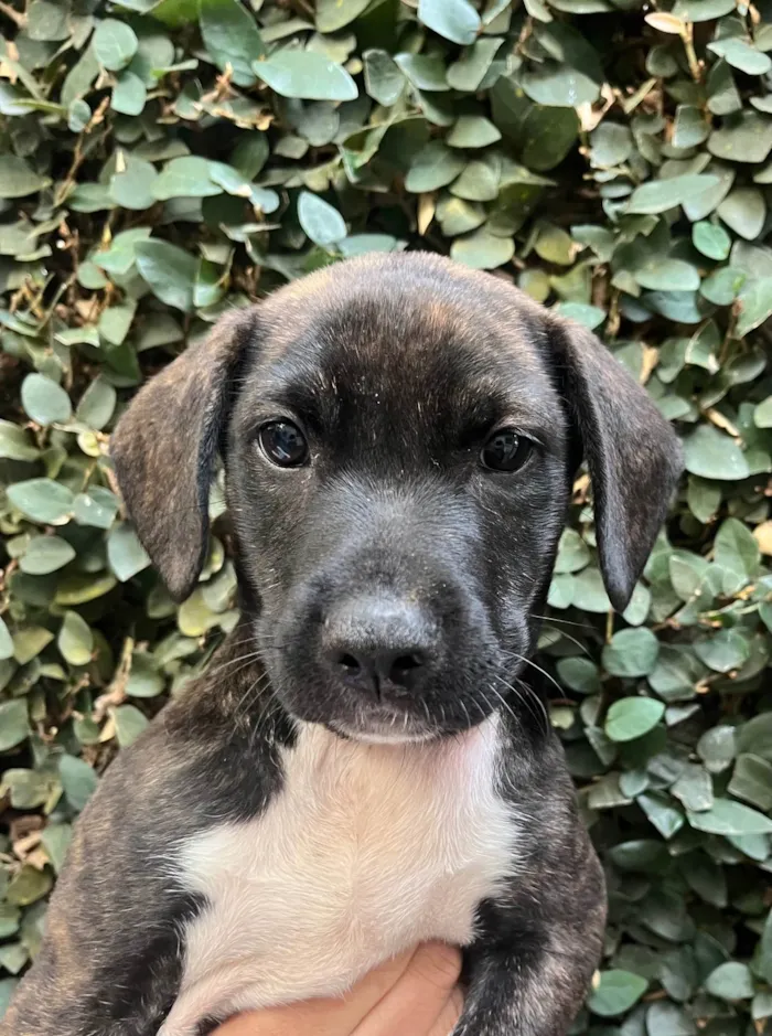 Cachorro ra a SRD-ViraLata idade Abaixo de 2 meses nome Denis