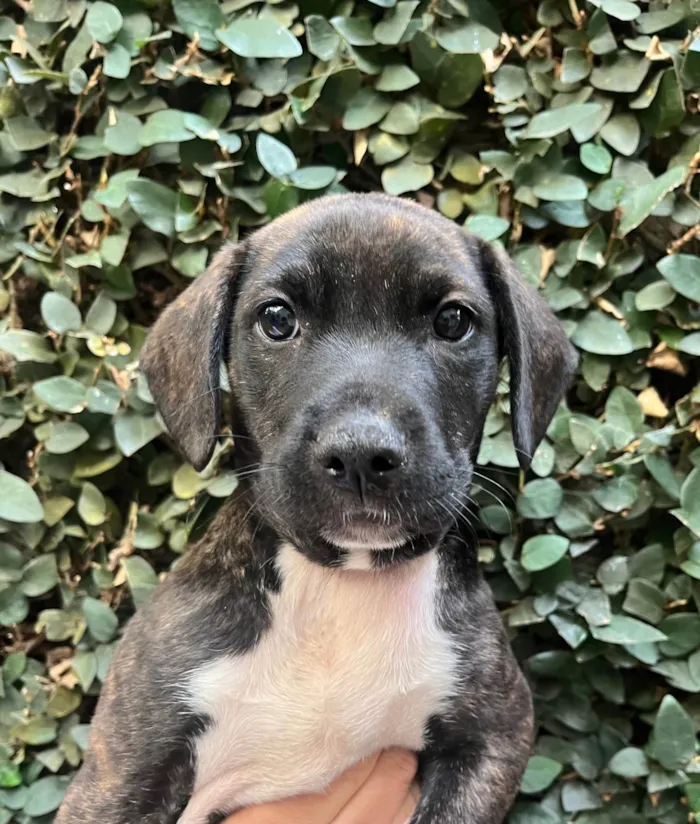 Cachorro ra a SRD-ViraLata idade Abaixo de 2 meses nome Denis