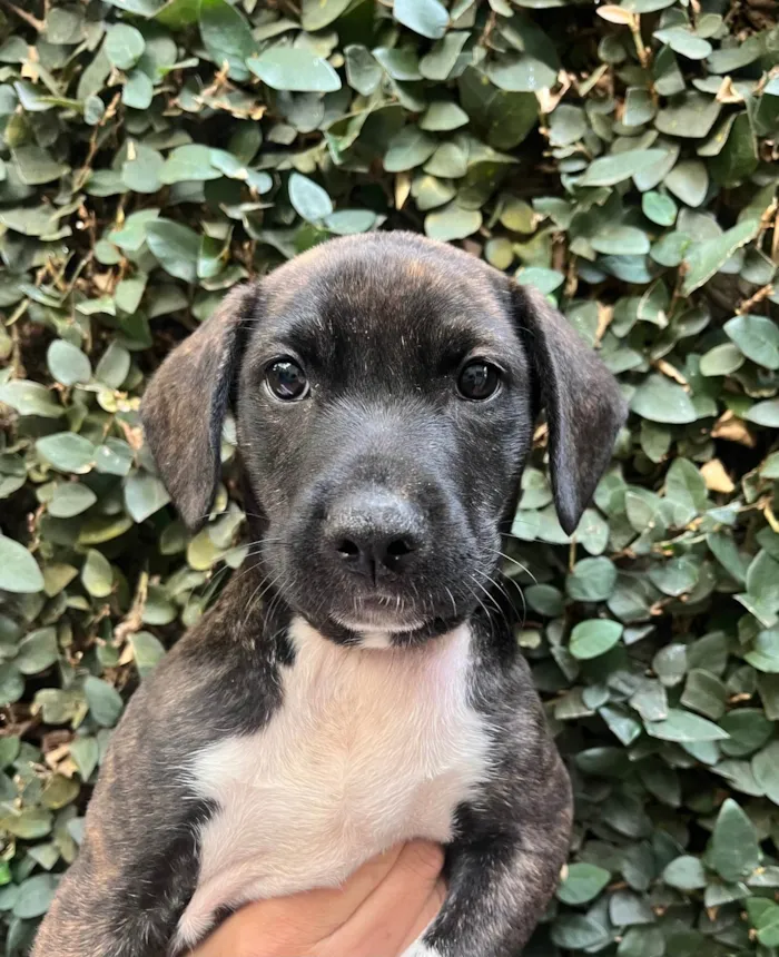 Cachorro ra a SRD-ViraLata idade Abaixo de 2 meses nome Denis