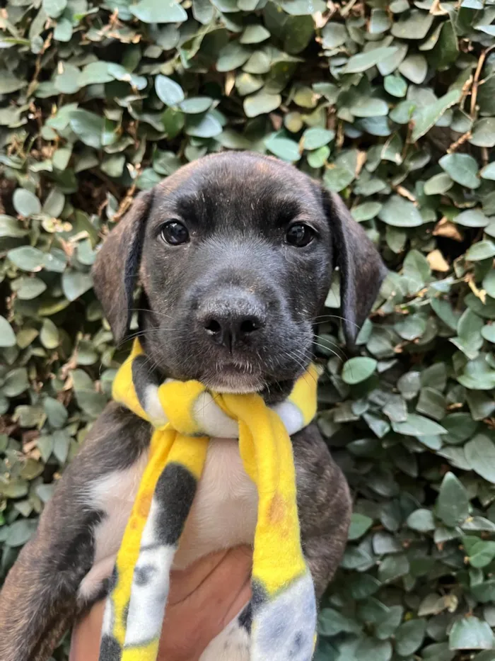 Cachorro ra a SRD-ViraLata idade Abaixo de 2 meses nome Denis