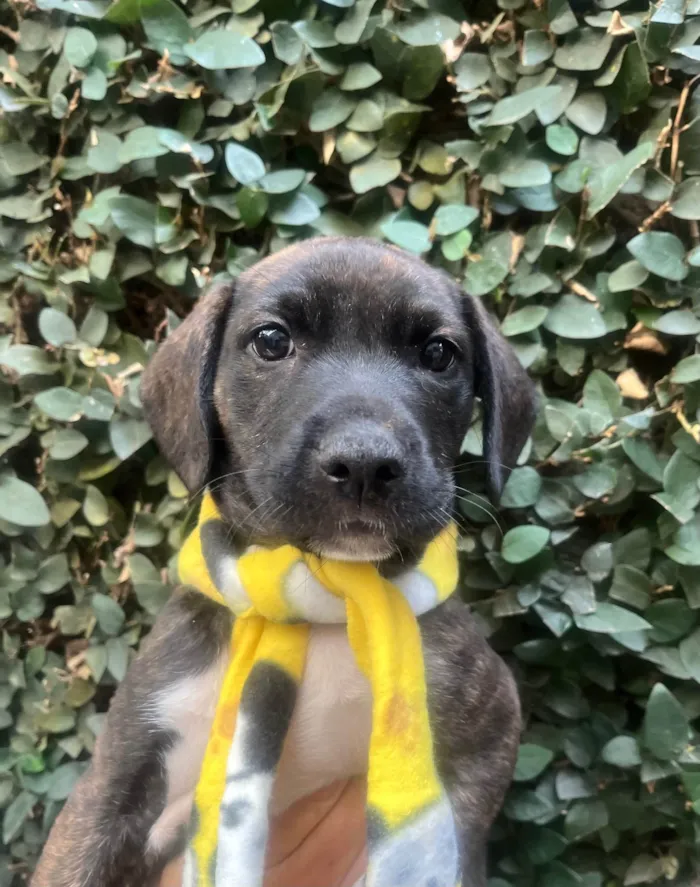 Cachorro ra a SRD-ViraLata idade Abaixo de 2 meses nome Denis