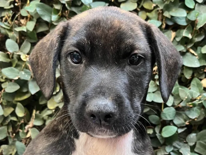 Cachorro ra a SRD-ViraLata idade Abaixo de 2 meses nome Denis