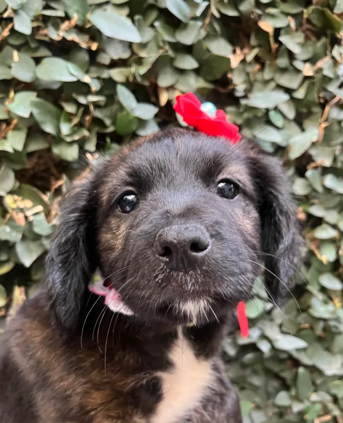 Cachorro ra a SRD-ViraLata idade Abaixo de 2 meses nome Dalila