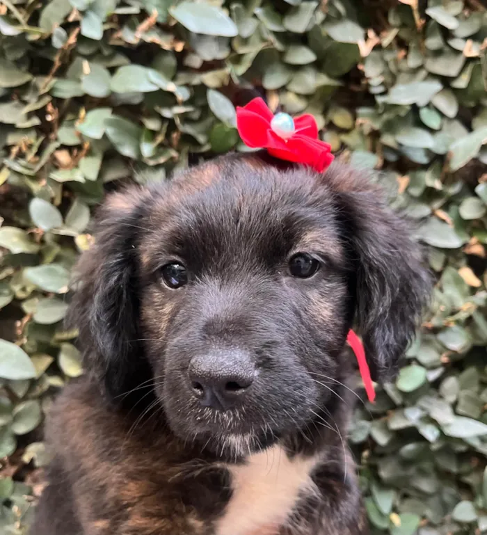 Cachorro ra a SRD-ViraLata idade Abaixo de 2 meses nome Dalila