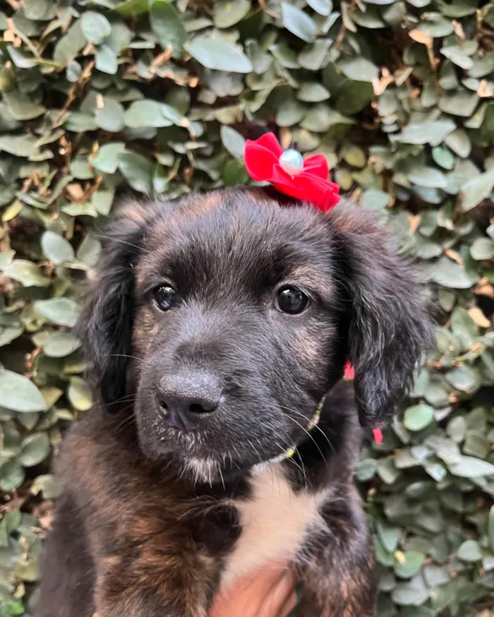 Cachorro ra a SRD-ViraLata idade Abaixo de 2 meses nome Dalila